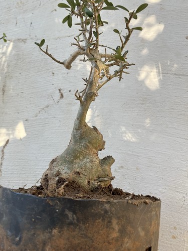 Bonsai olivastro come - bonsai, in