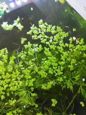 LEMNA MINOR Piante Acquario