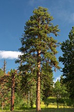 Ponderosa Pine, Pinus