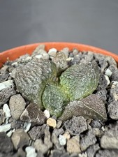 Ariocarpus lloydii