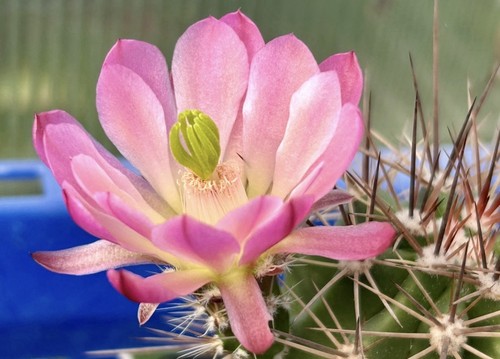 Echinocereus pacificus