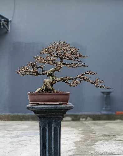 Albero vivo ehretia - albero,