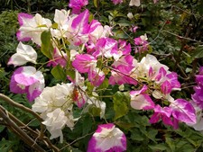 BOUGAINVILLEA BEGGUM SIKKANDER