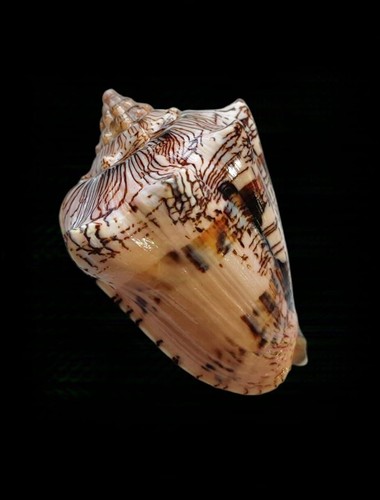 Shell voluta - shell,