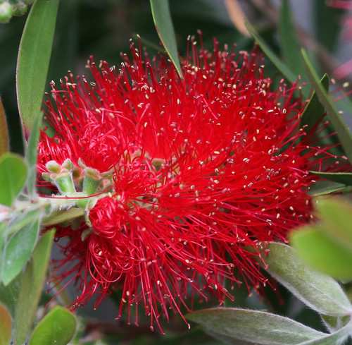 Callistemon citrinus seeds - seeds,
