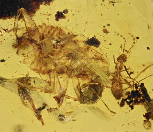 Scarafaggio con auricolare
