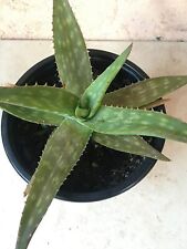 LEGGERE BENE: 10Piante:3Tipi Aloe+1Agave+1Yucca+5Piantine grasse,A RADICE NUDA