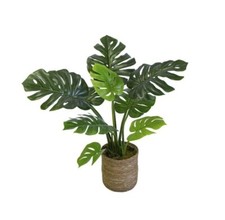 Monstera filodendro pianta - monstera,