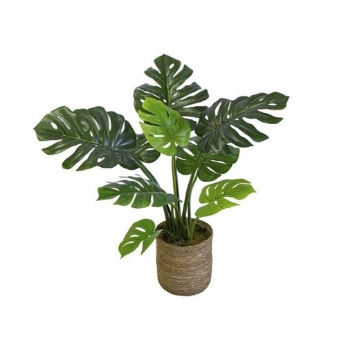 Monstera filodendro pianta - filodendro,