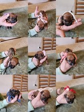 Disponibili 9 cuccioli di