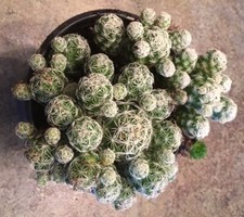 SALE. Succulent  Gracilis