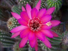 Ibrido Hildewintera ibrido " La mia Hilde " 2 cm x 3,5 cm