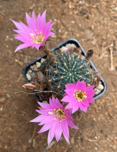 Lobivia wrightiana cactus - cactus,