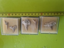 Lotto Di 5 Denti Fossili Di