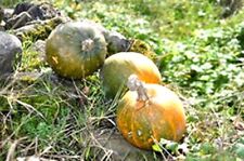 ZUCCA TONDA DI NIZZA, PUMPKIN, SEMI, SEEDS, RARISSIMA, RARE, DOLCE