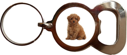 Toy poodle dog pet - poodle,