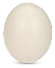 NaDeco Uovo di Strazzo Naturale Qualità 1A | Uovo di Strazzo di Strauquet Africano | Str