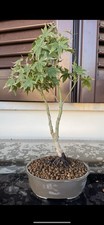 Bonsai Acero Palmato Going Green