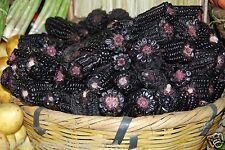 20 SEMI DI MAIS NERO-BLACK-MAIZ MORADO PERUVIANO- AZTECO ORNAMENTALE MOLTO RARO 