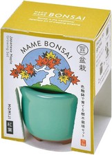 Kit Bonsai Seishin Tougei Mame