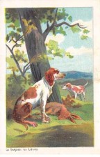 Animali - N°83971 - Cani - Il