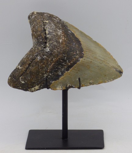 Large fossil megalodon shark - large,
