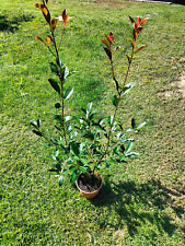 10 Piante di photinia red robin 80/100 Cm 