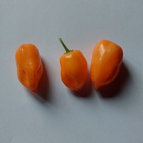 Habanero orange polvere - orange,