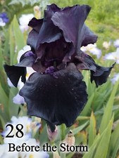 1 Rizoma Iris Germanica
