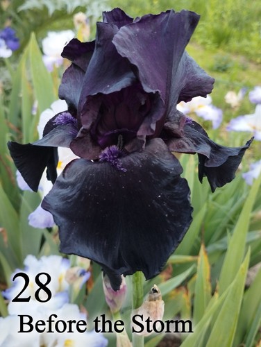 Rizoma iris germanica - 1,