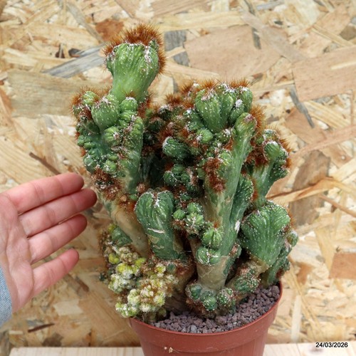 Cereus peruvianus variegato