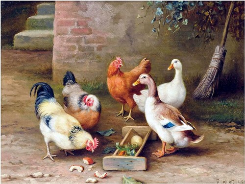 Polli anatre fattoria - , accento