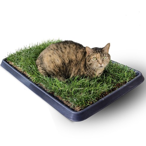 Gatto kit cuccia - gatto,