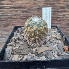 Enceplalocarpus/Pelecyphora strobiliformis