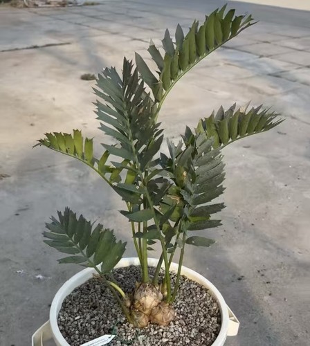 Encephalartos arenarius - cm,