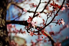 Obiettivo Micro 4/3 Fit 25 mm F1.4 Swirly Bokeh Dreamy adatto per ritratto Panasonic Olympus