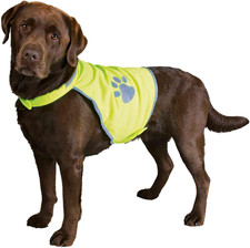 Sicurezza Maglia Del Cane