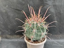 FEROCACTUS RECTISPINUS -