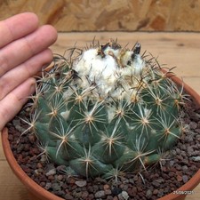 Coryphantha cornifera Vaso 15 cm Cod.2509-5
