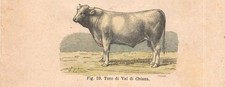 Stampa TORO di RAZZA CHIANINA incisione antica acquerellata del 1884