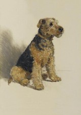 WELSH TERRIER CHARMING DOG