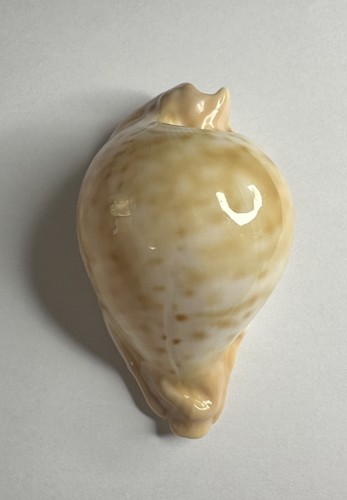 Cypraea umbilia capricornica - cypraea,,