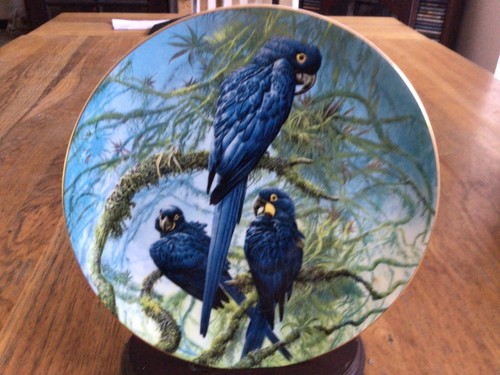 Macaw plate hyacinth macaws - macaw,