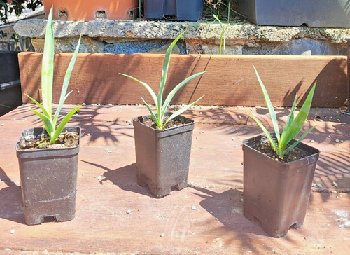Yucca torreyi faxoniana - yucca, o