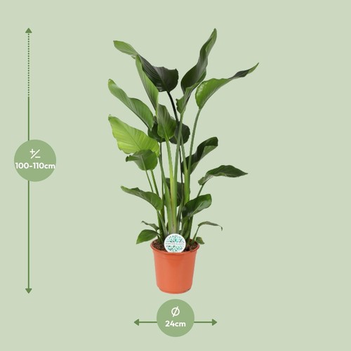 Strelitzia nicolai pianta - nicolai, di
