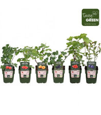 PIANTE DI PICCOLI FRUTTI