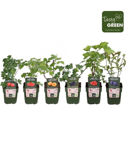 Piante piccoli frutti - di,
