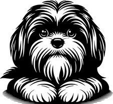 Adesivo SHIH-TZU - adesivo