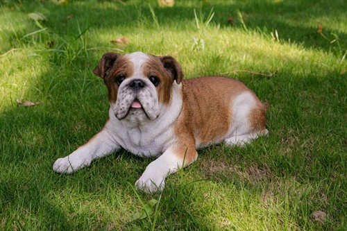 Statua bulldog sdraiato - bulldog, cane