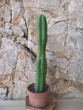 Pachanoi, San🌵Pedro 46 cm